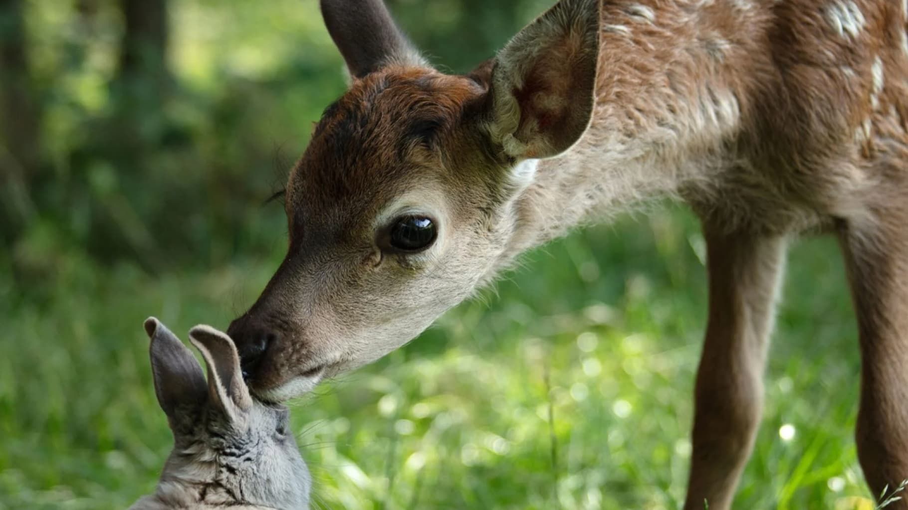 Bambi, l'histoire d'une vie dans les bois